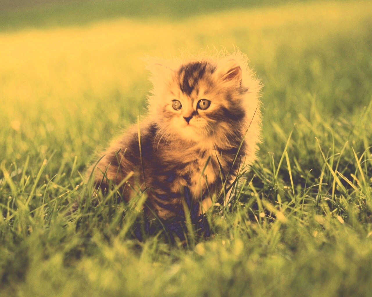 Пушистый котенок в траве обои