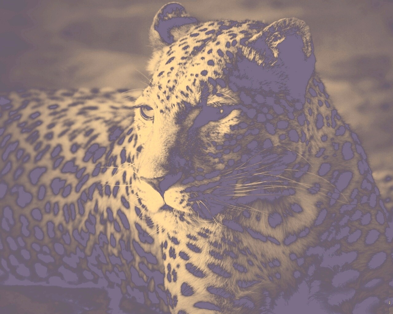 Леопард обои