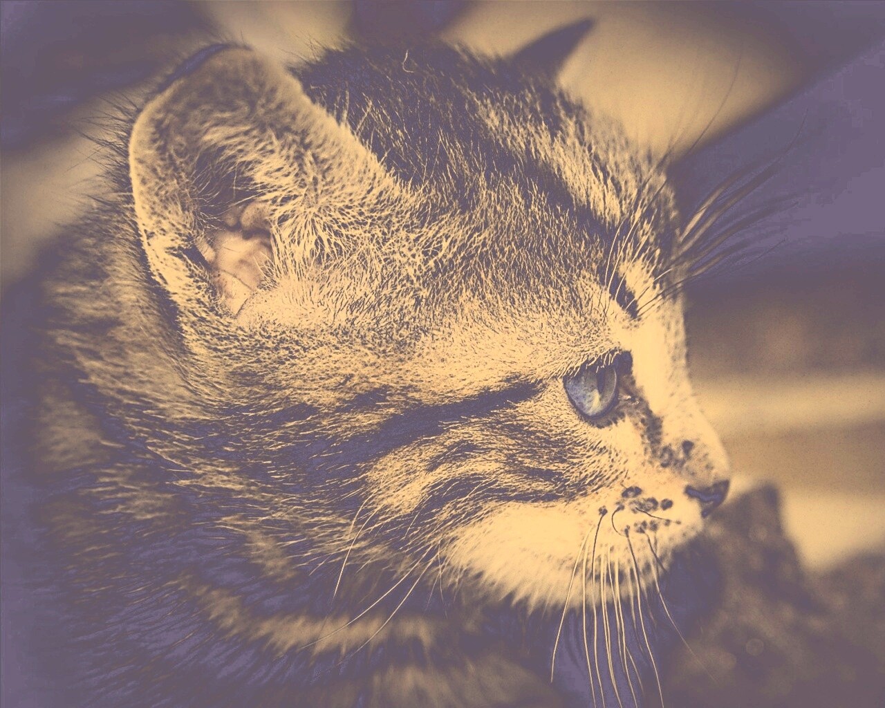 Котенок с голубыми глазами обои