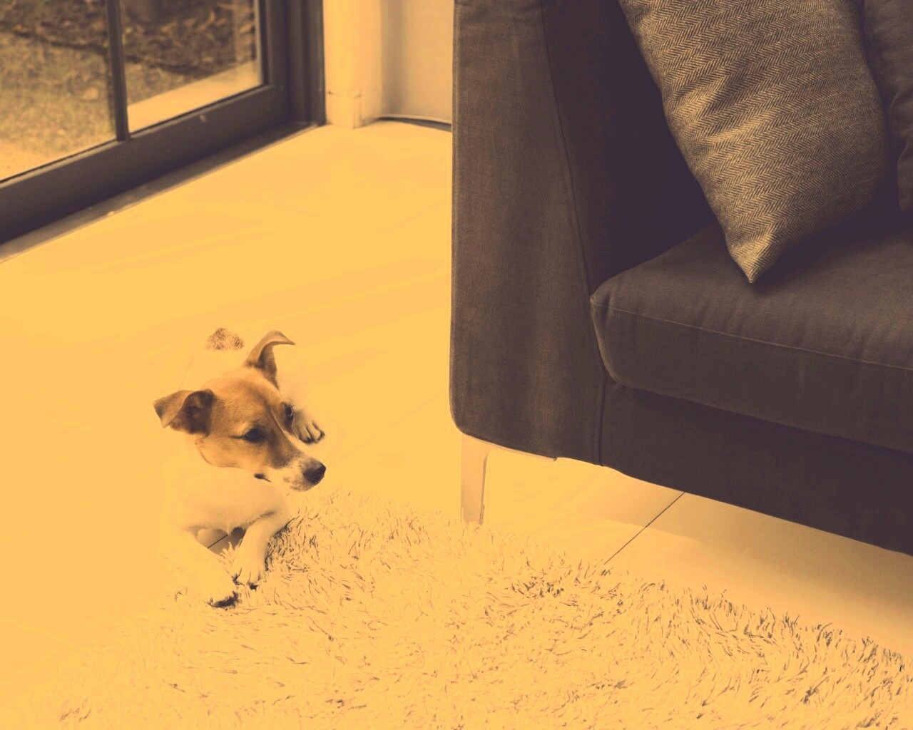 Собака обои