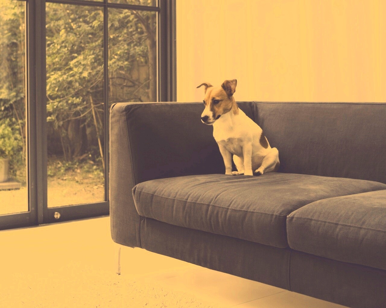 Пес на диване обои