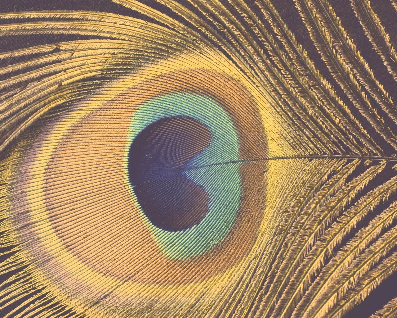 Перо павлина обои