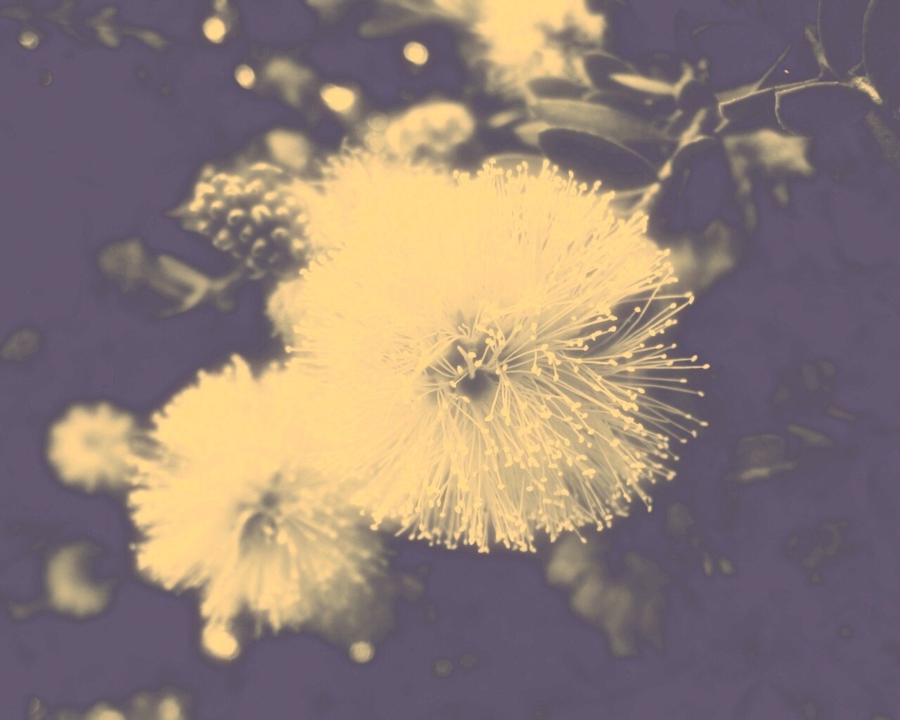 Сказочный цветок обои