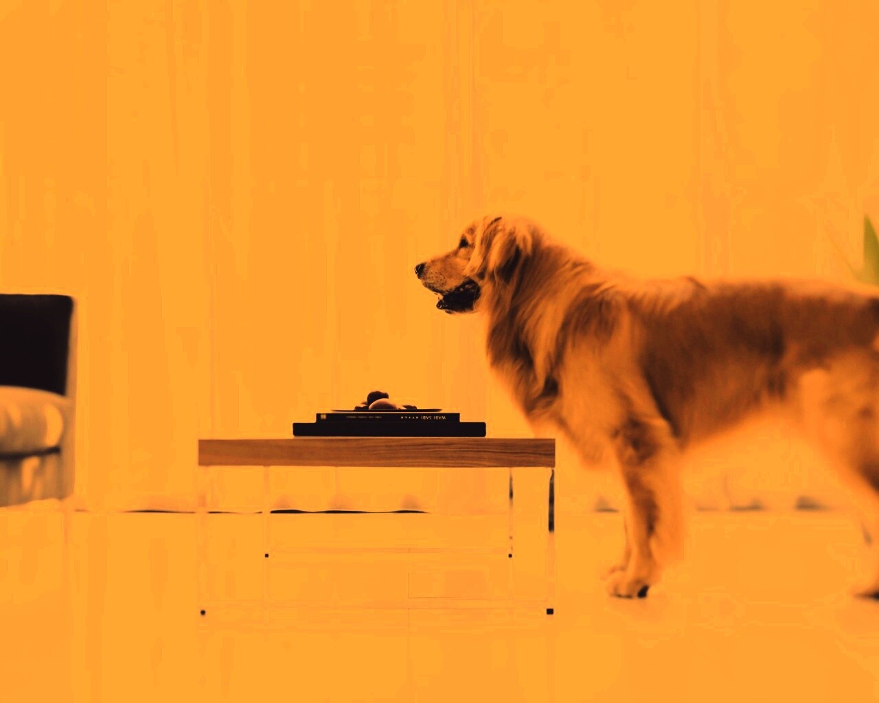 Лабрадор Ретривер обои