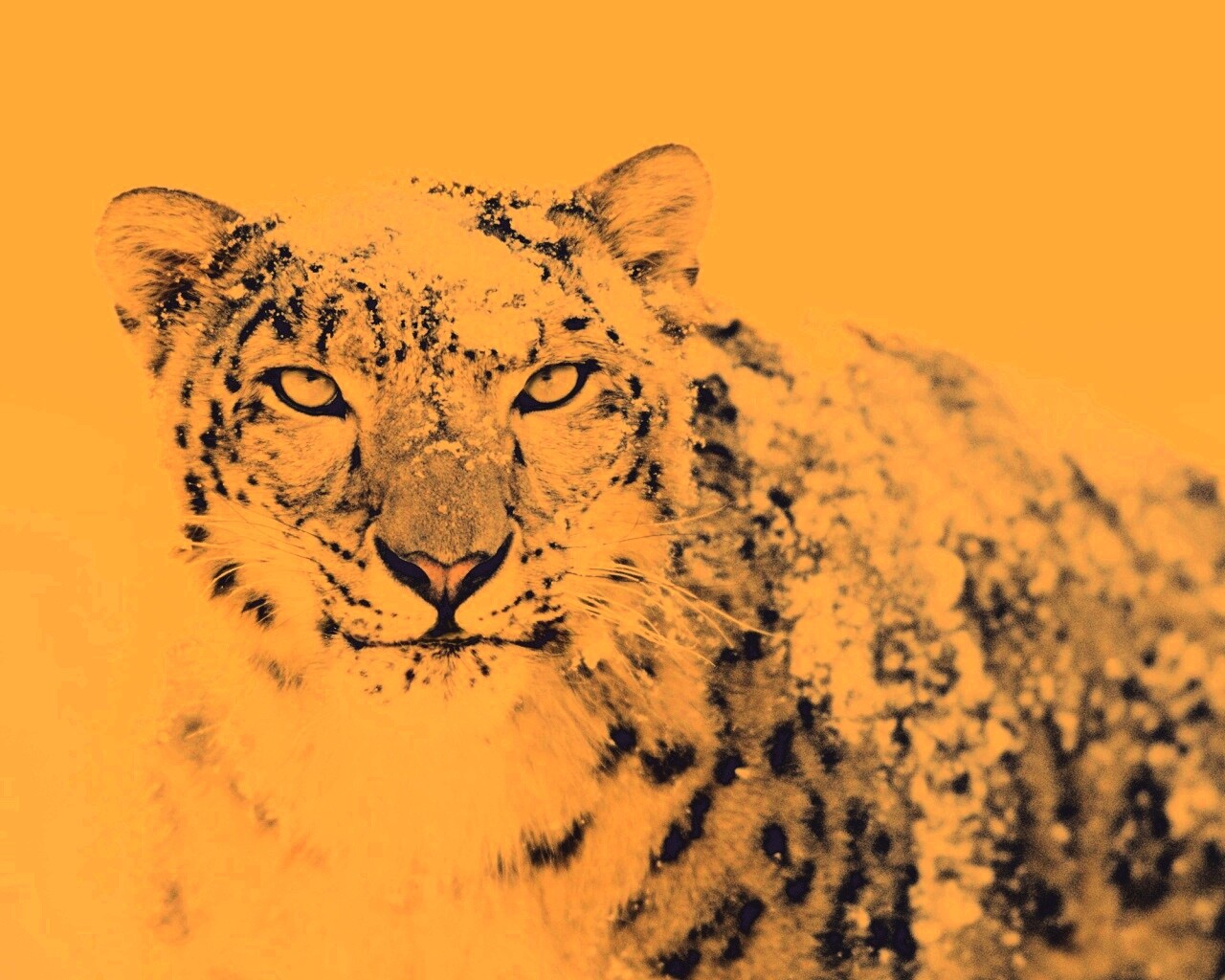 Снежный леопард обои