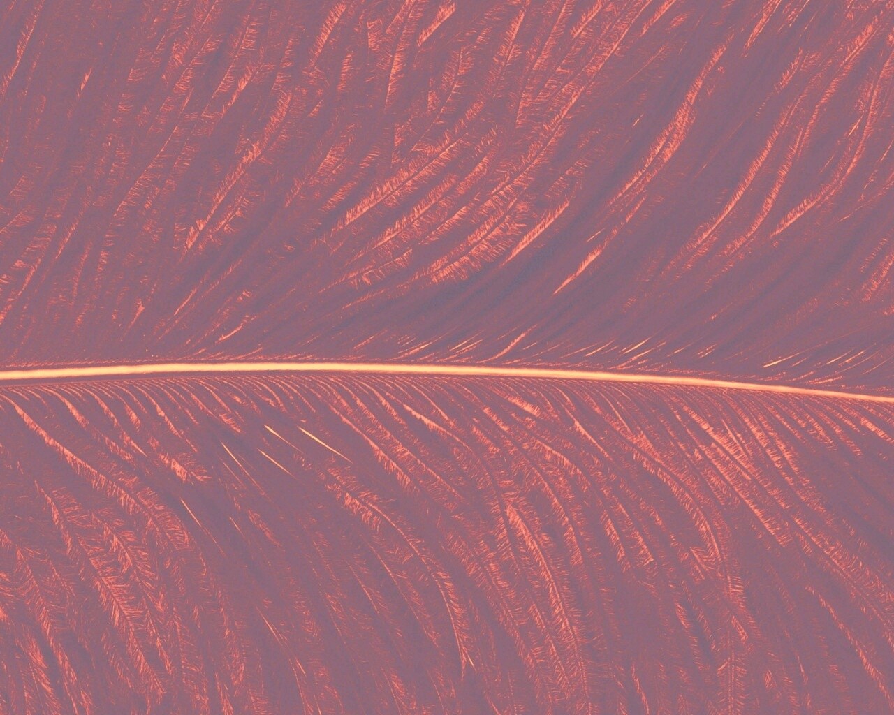 Перо попугая обои