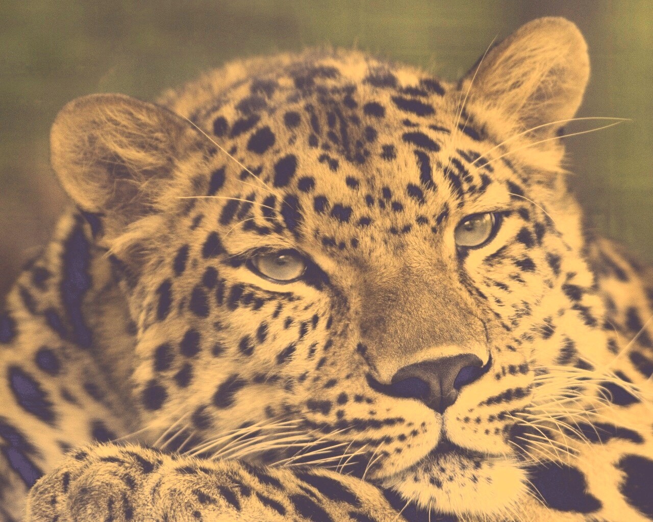 Злопасный ягуляр обои