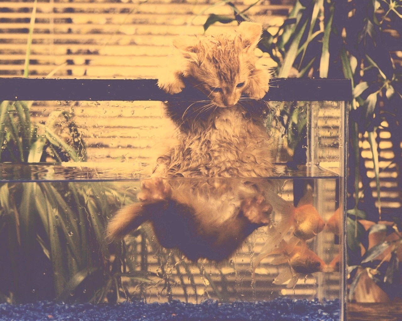 Мокрая киска обои