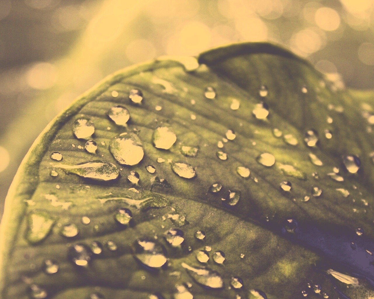 Роса на листке обои