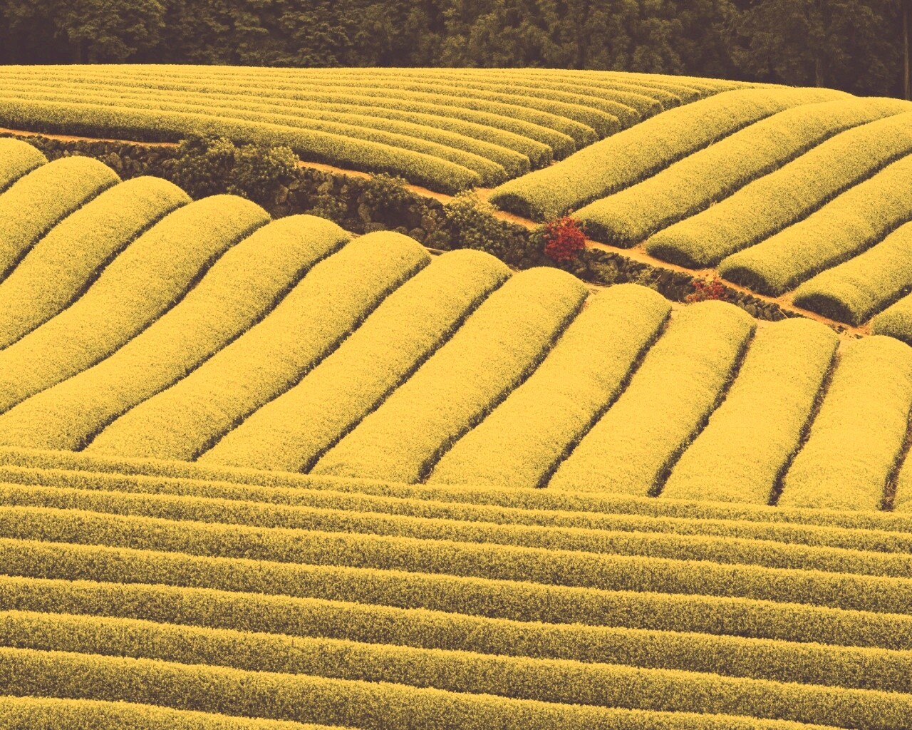 Красивые гряды обои