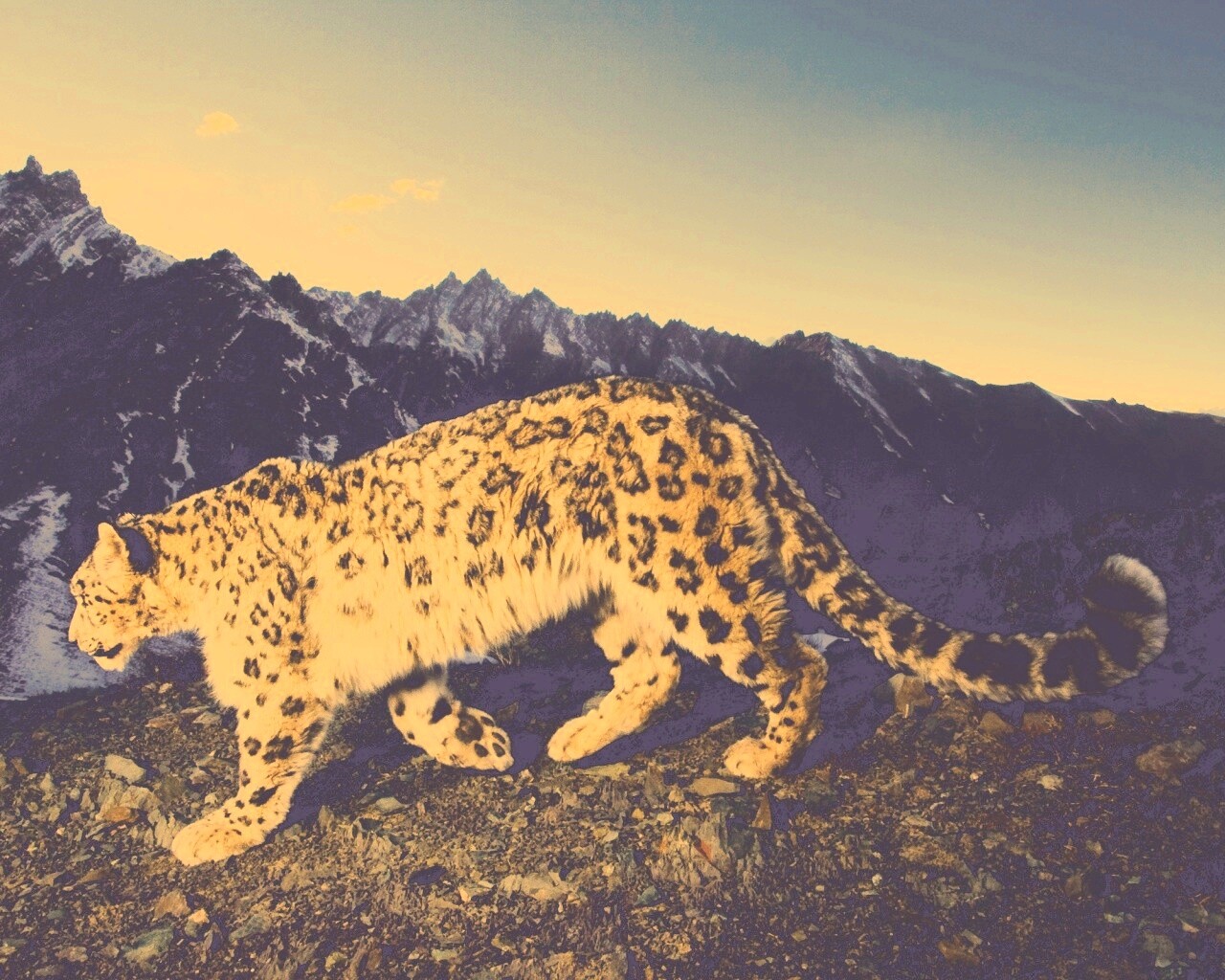 Леопард обои