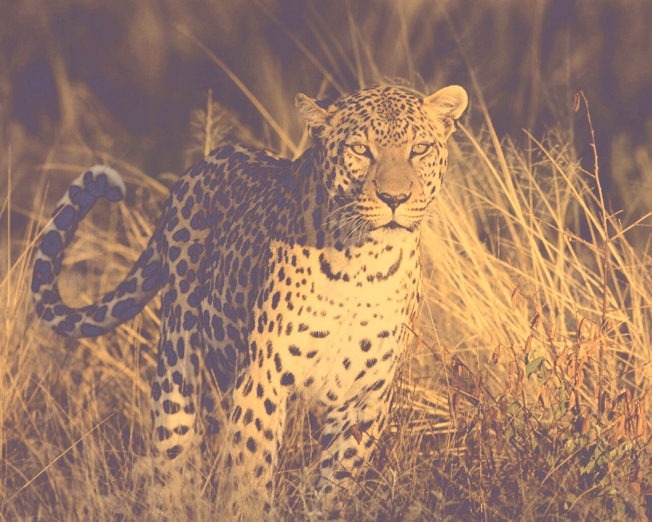 Леопард на охоте обои