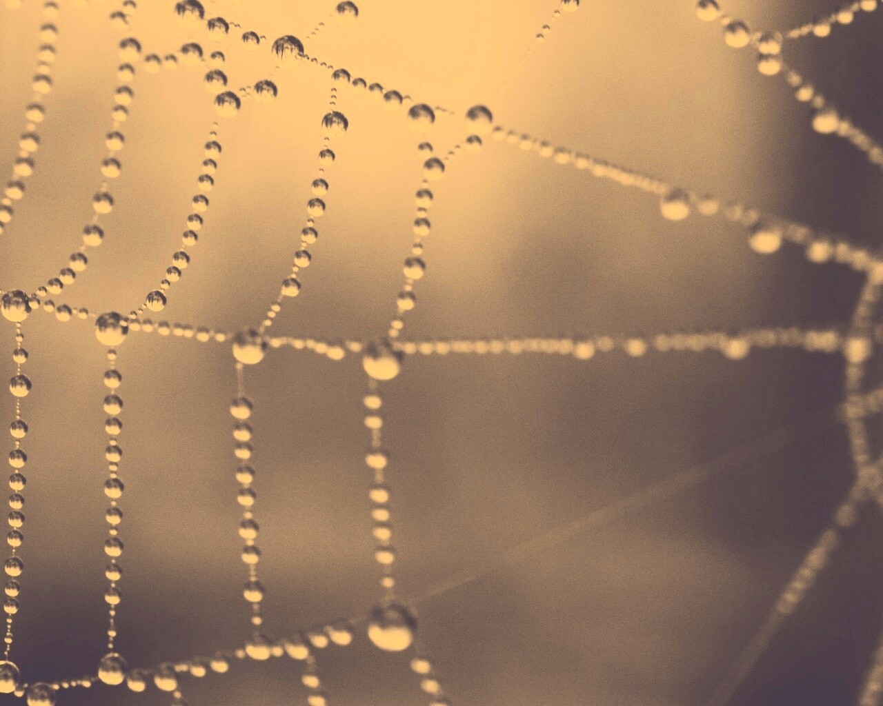 Капли на паутине обои