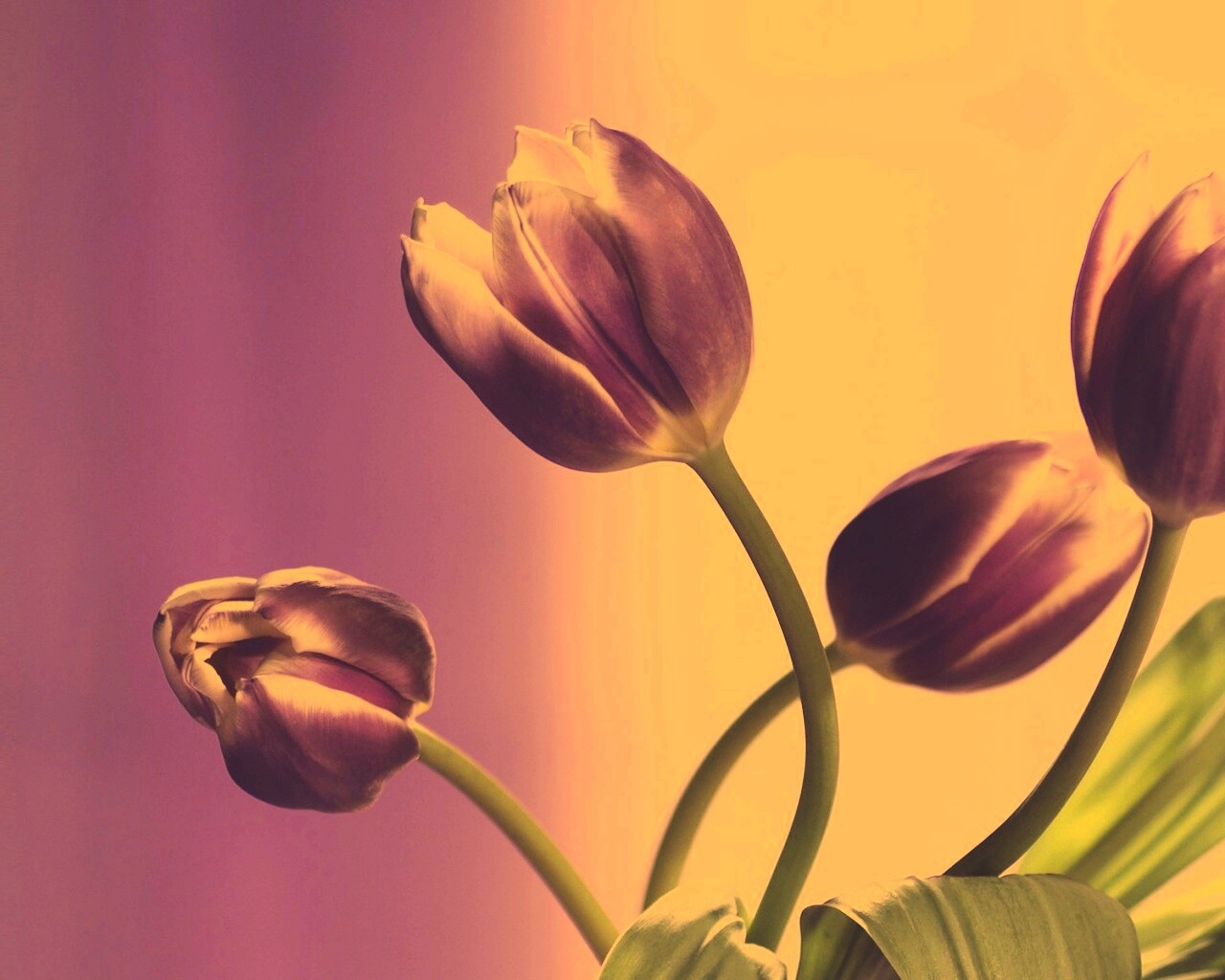 Сиреневые цветы обои