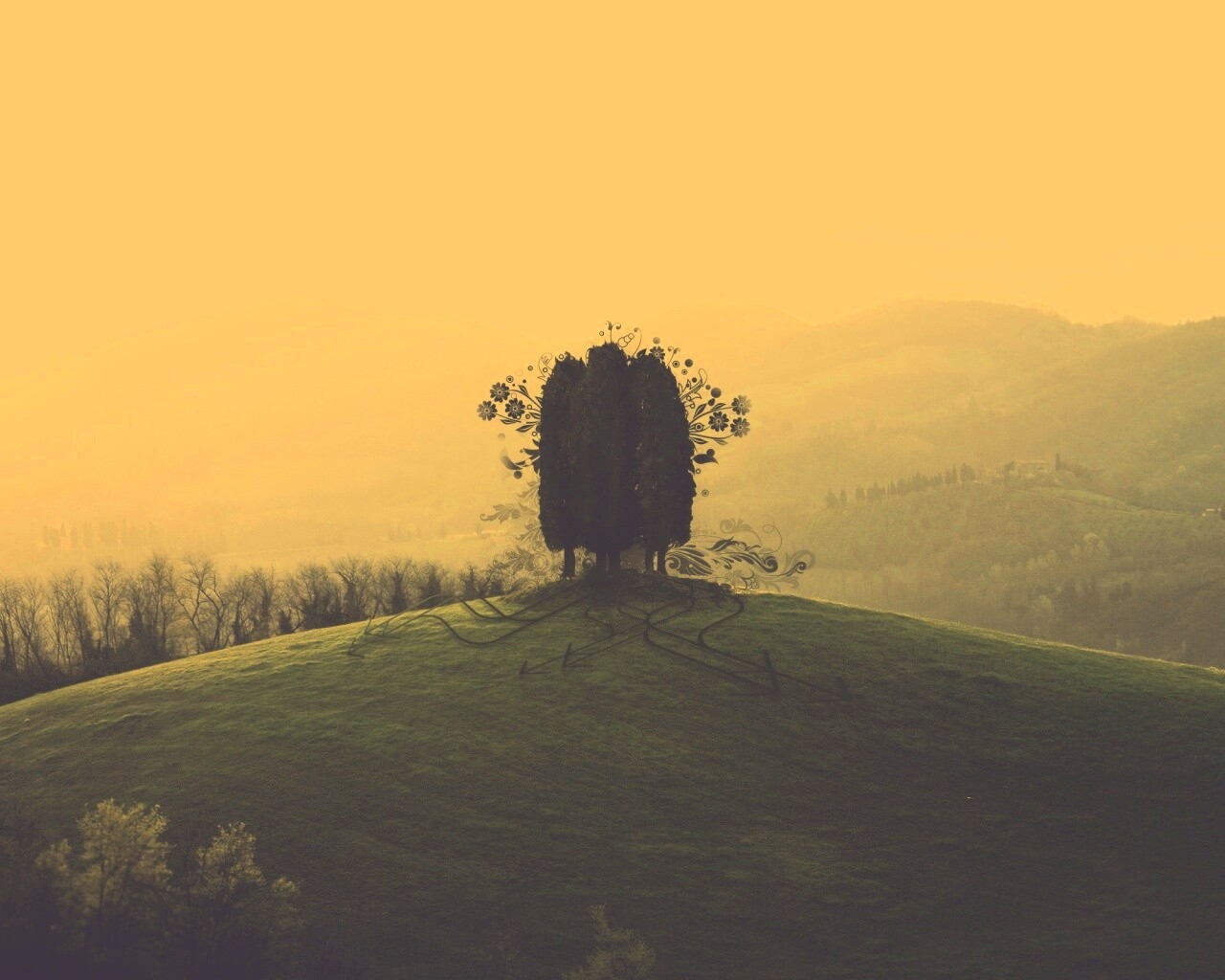 Деревья на холме обои