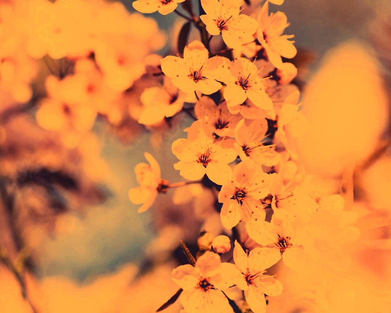 Цветение вишни обои