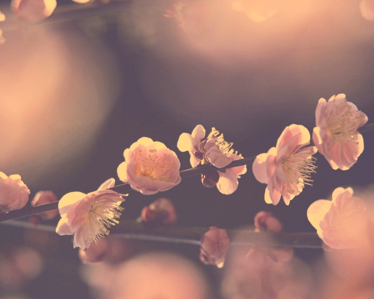 Цветущая вишня обои