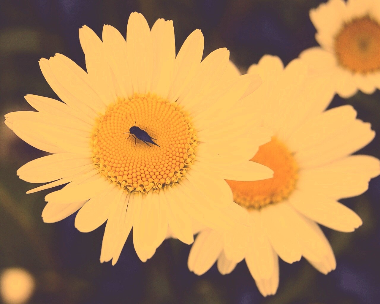 Ромашки обои