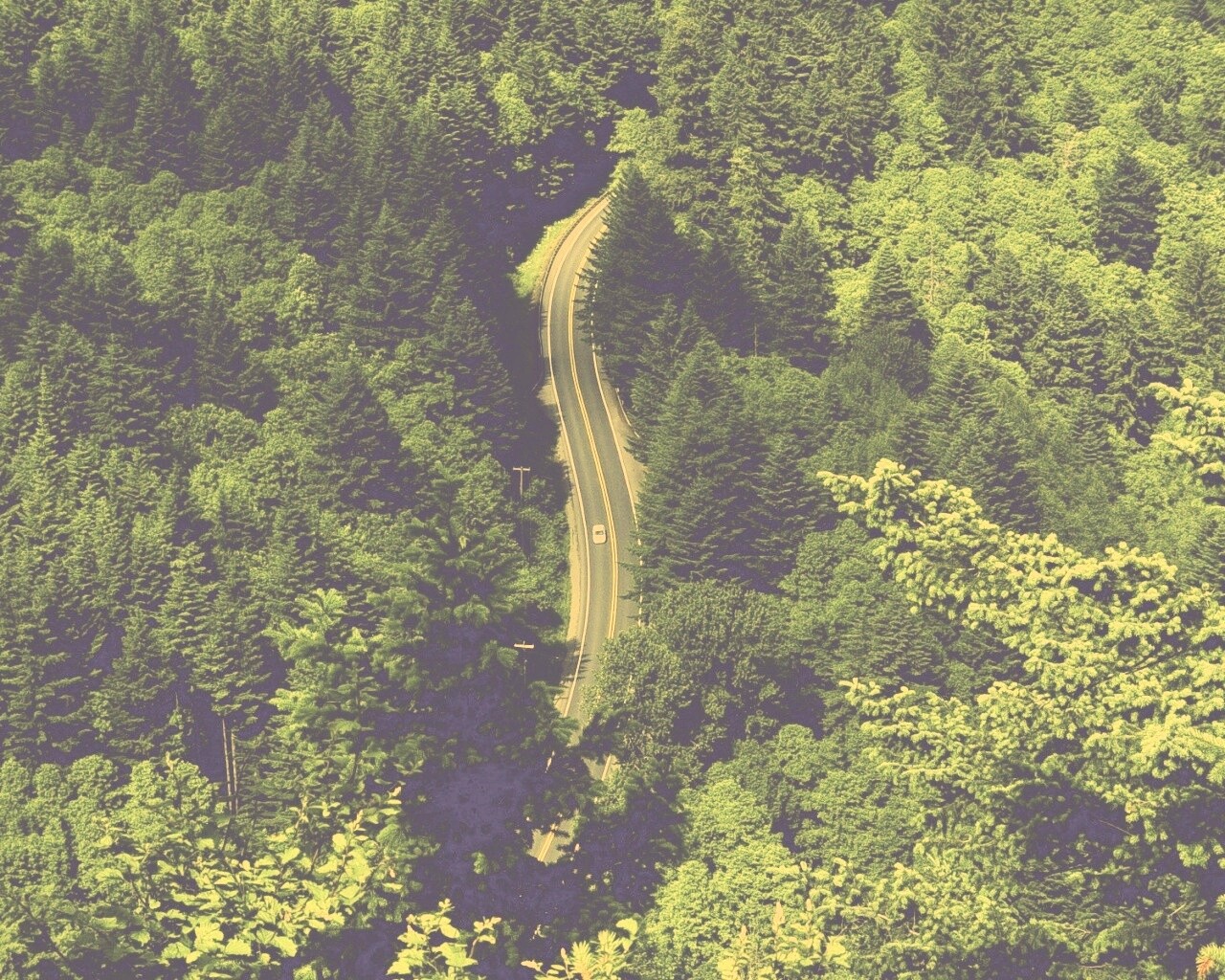 Лесная трасса обои