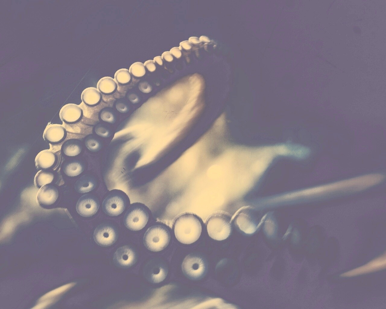 Щупальце обои