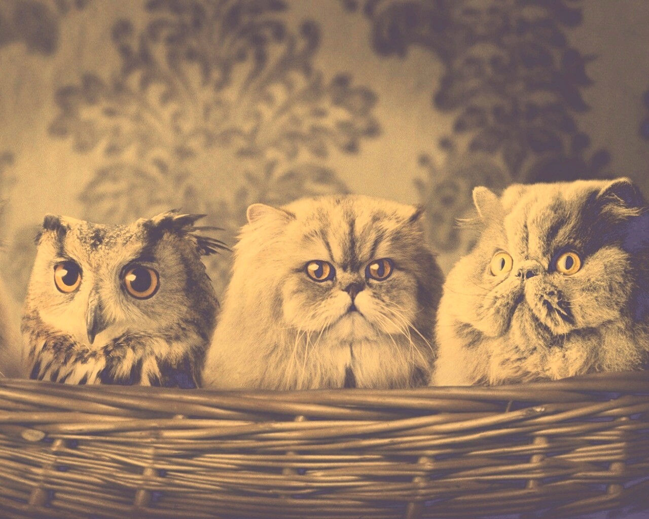 Чужой среди своих обои