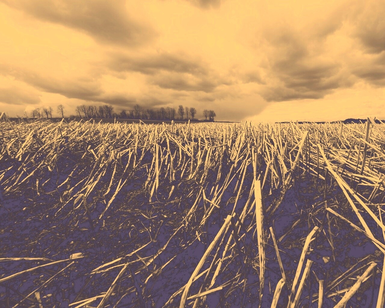 Убранное поле обои