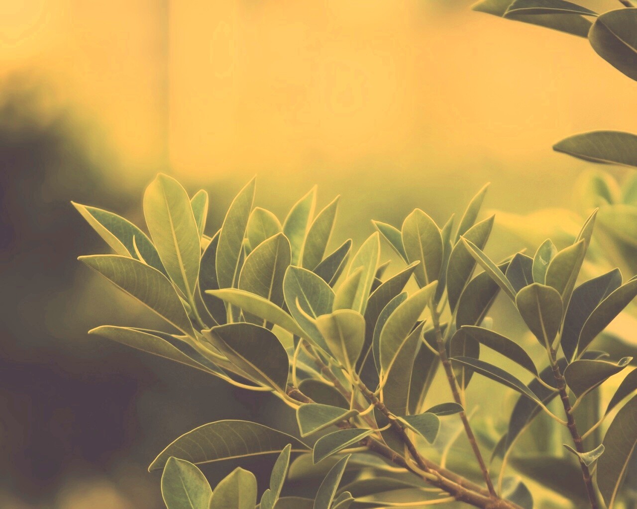 Листья обои