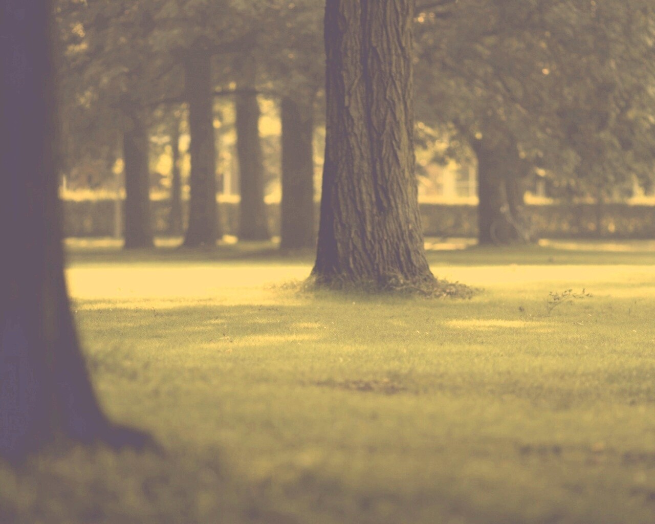 Ствол дерева обои