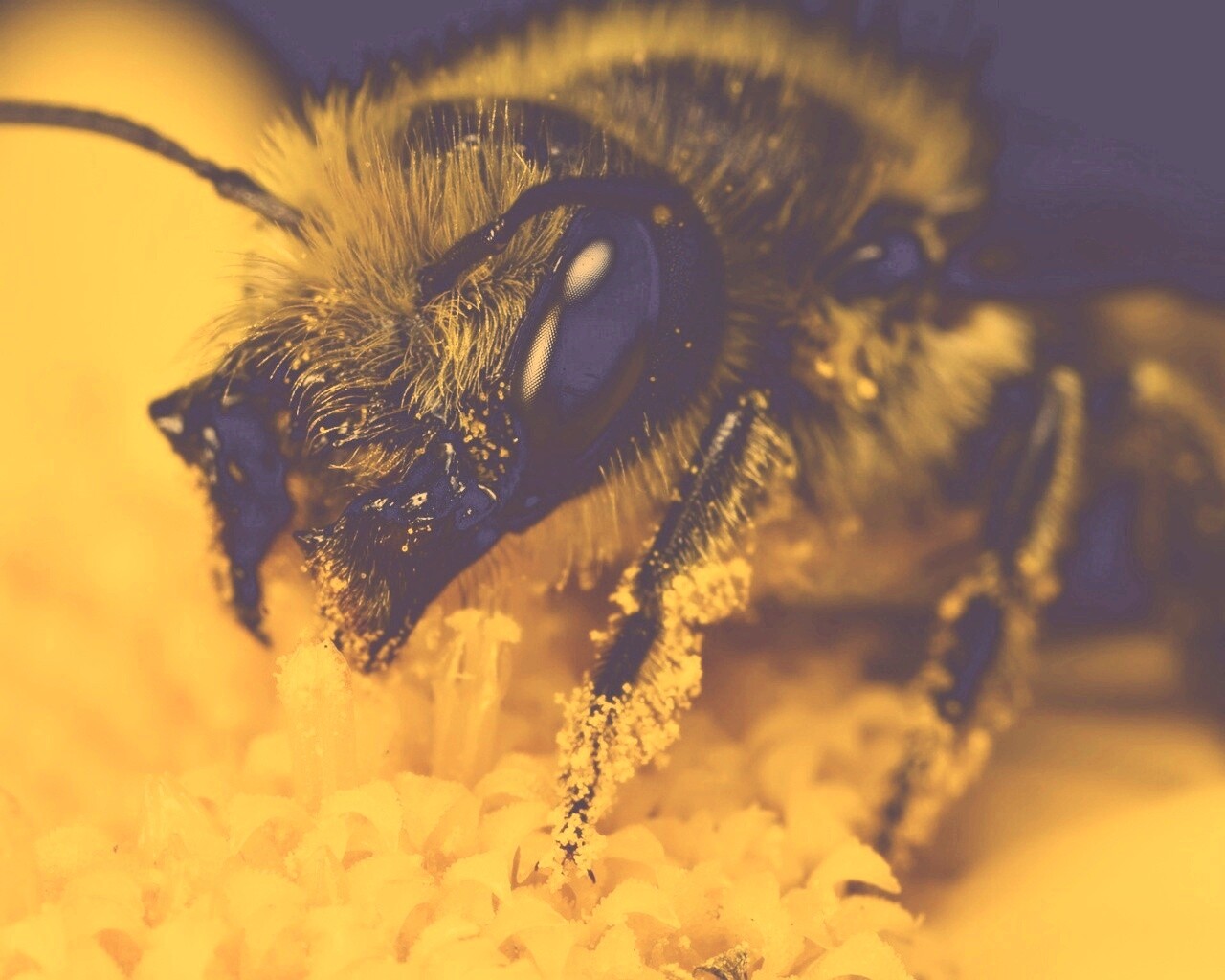 Пчела крупным планом обои