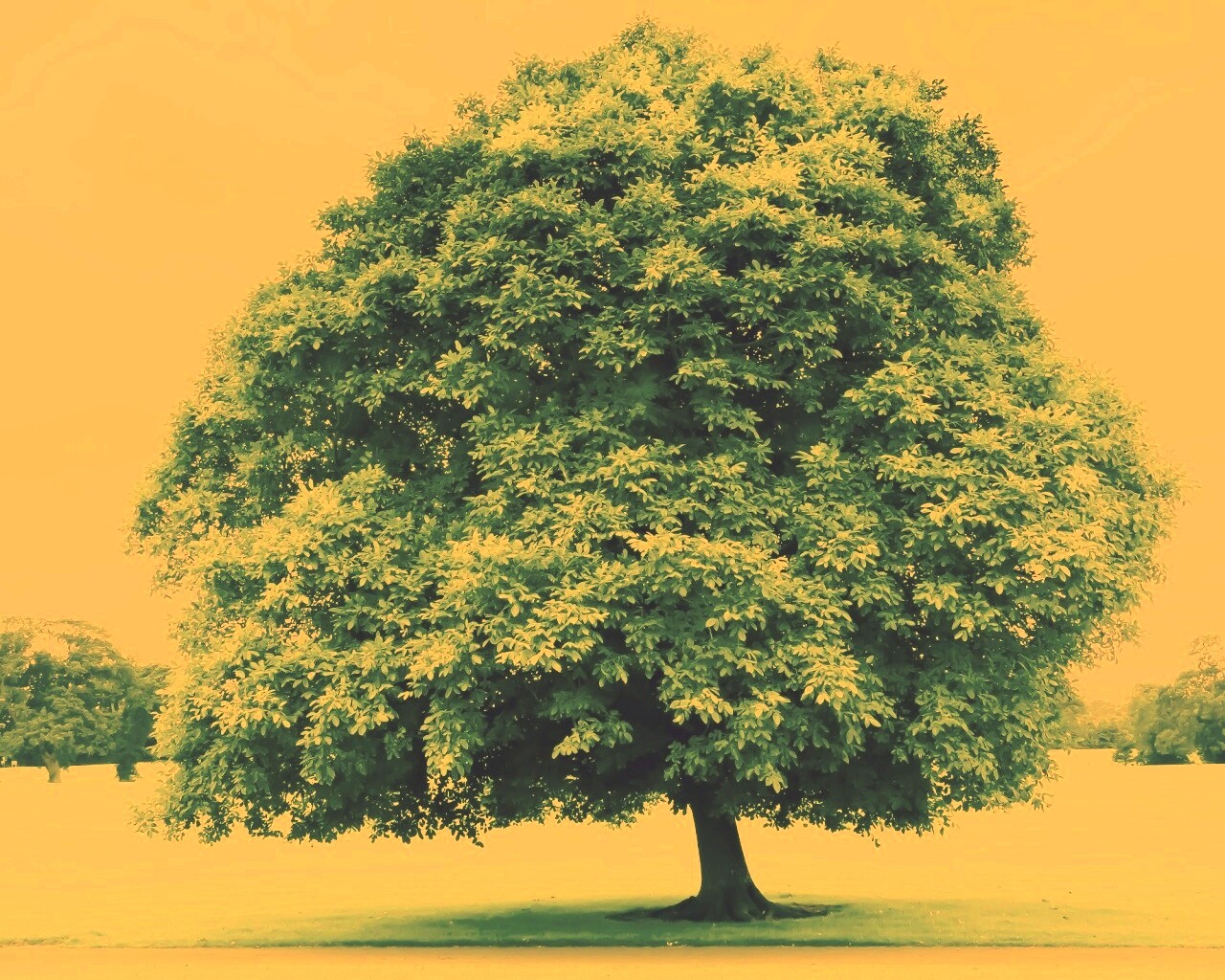 Зеленое ирландское дерево обои