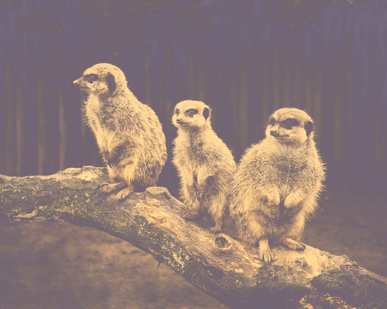 В дозоре обои