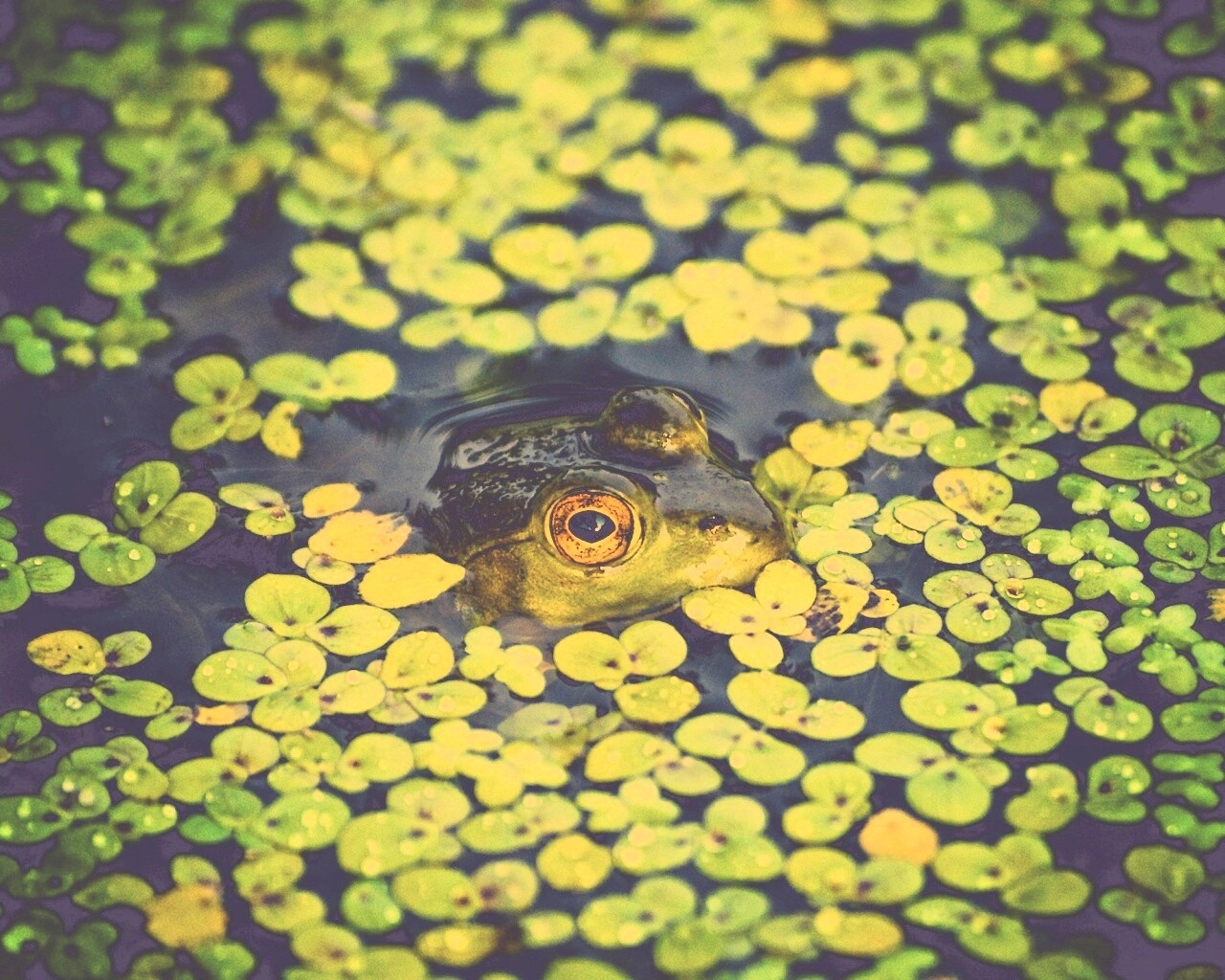 Маленькая лягушка обои