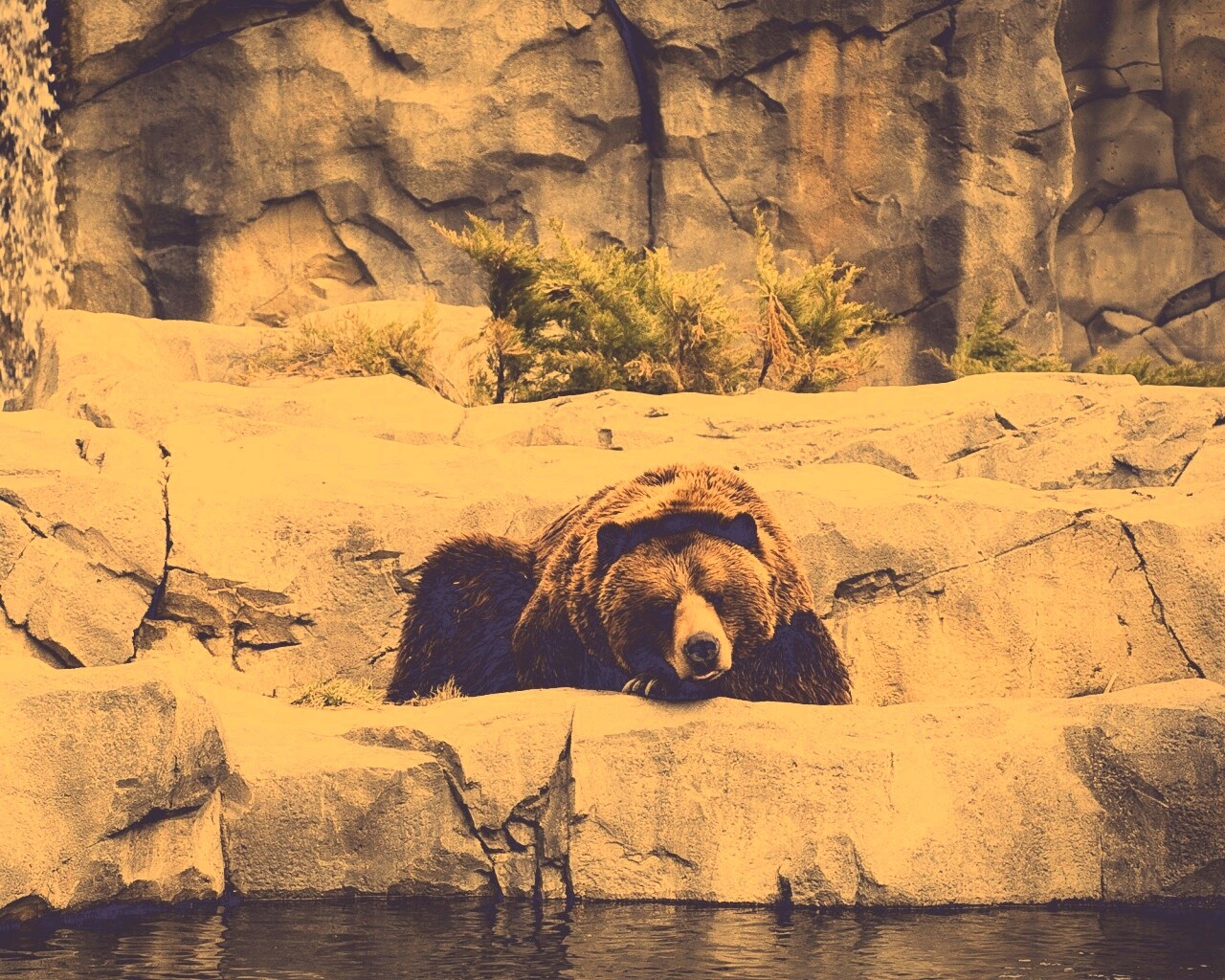 Медведь обои