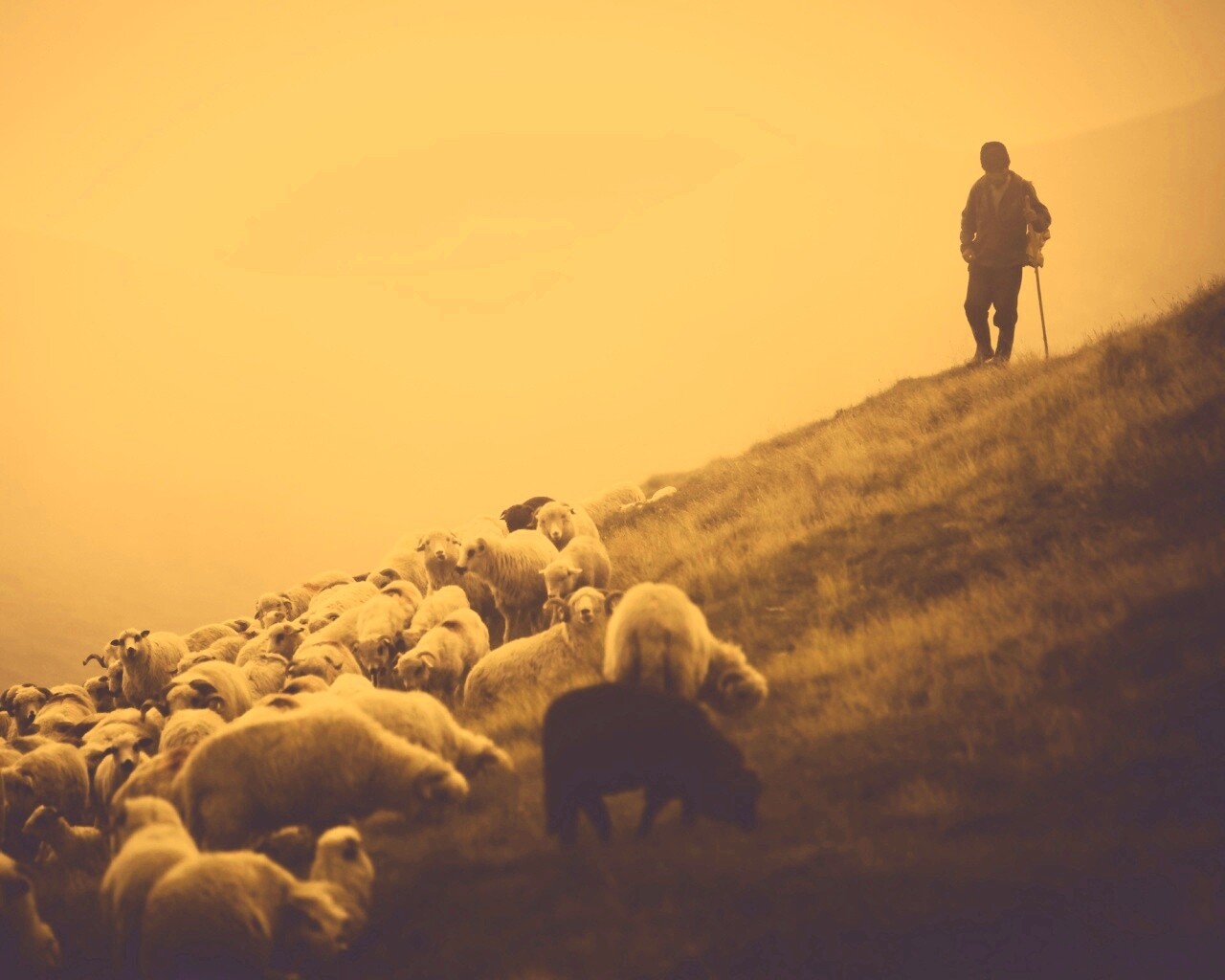 Пастух и стадо обои