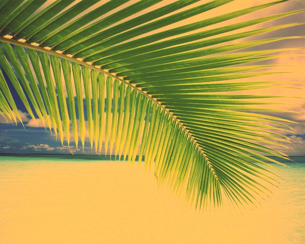 Пальмовый лист обои