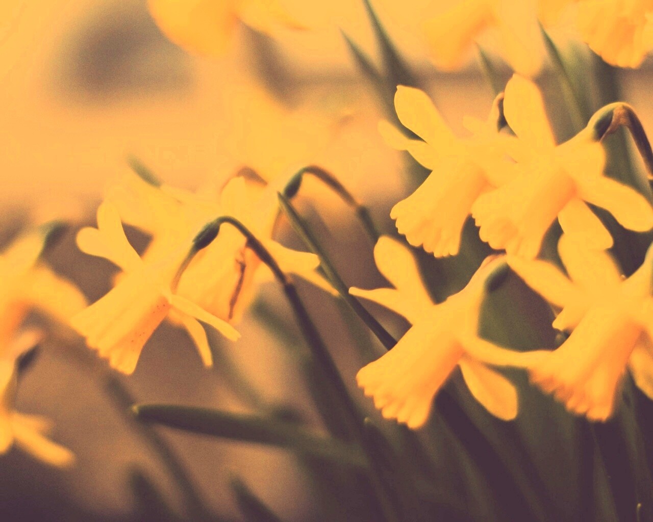 Нарциссы обои