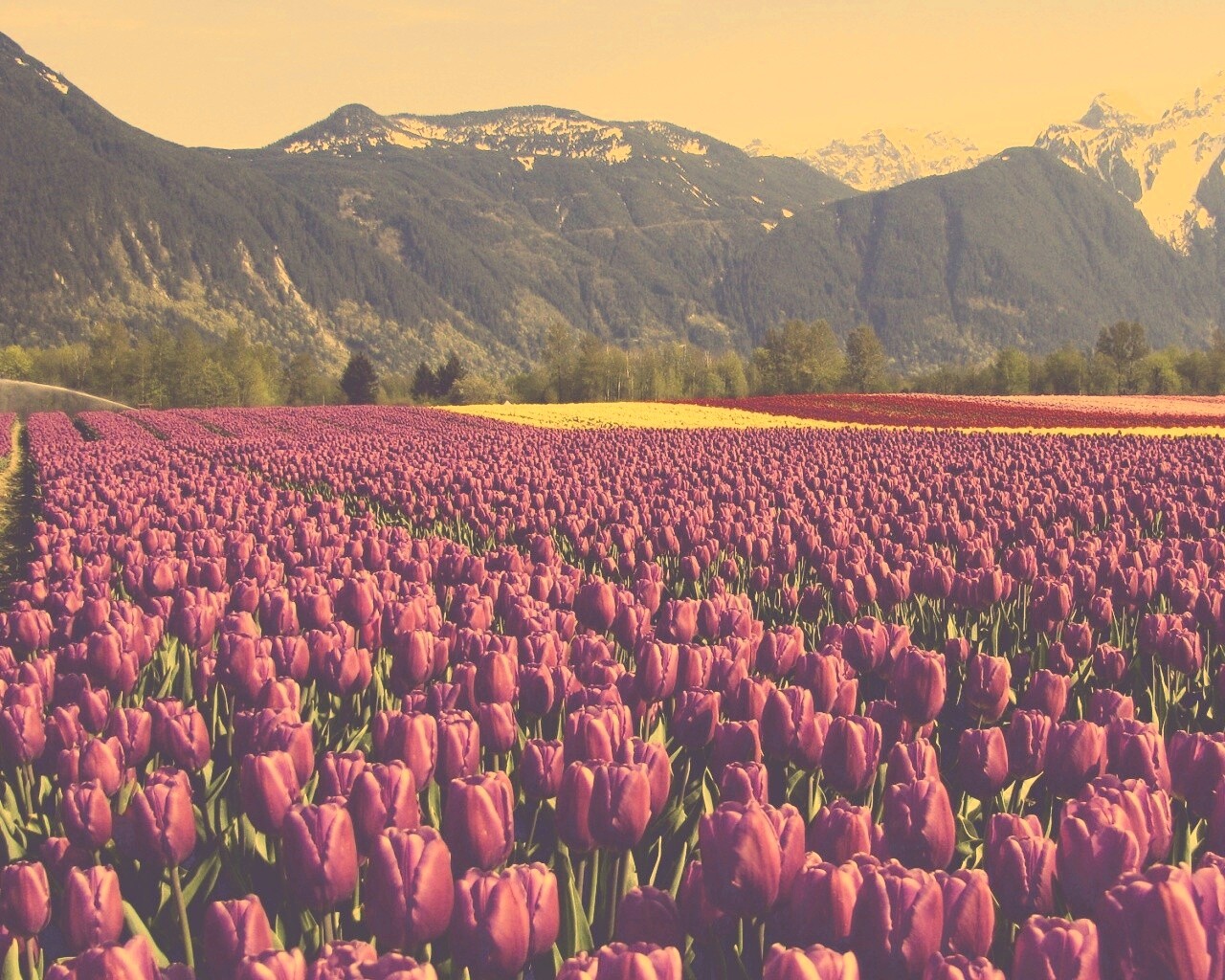 Поле тюльпанов обои