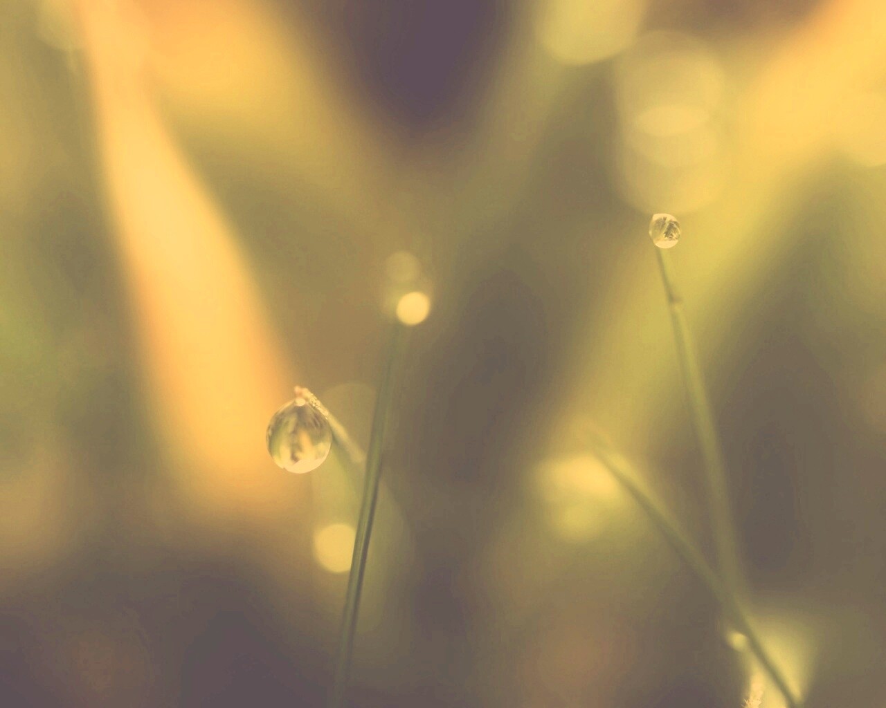 Роса на травинке обои