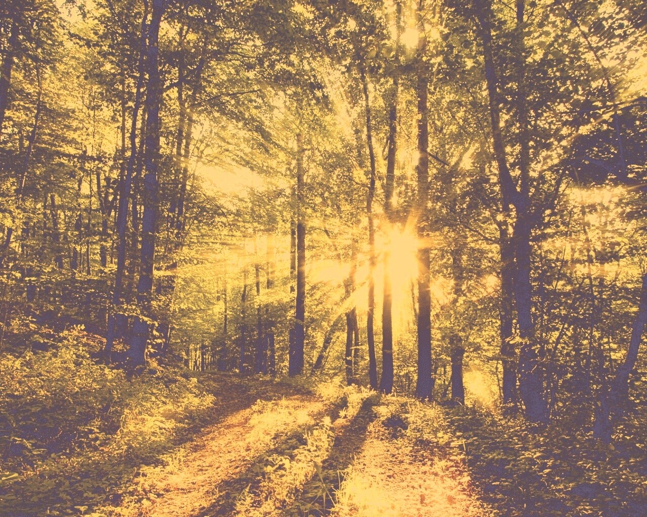Свет сквозь деревья обои