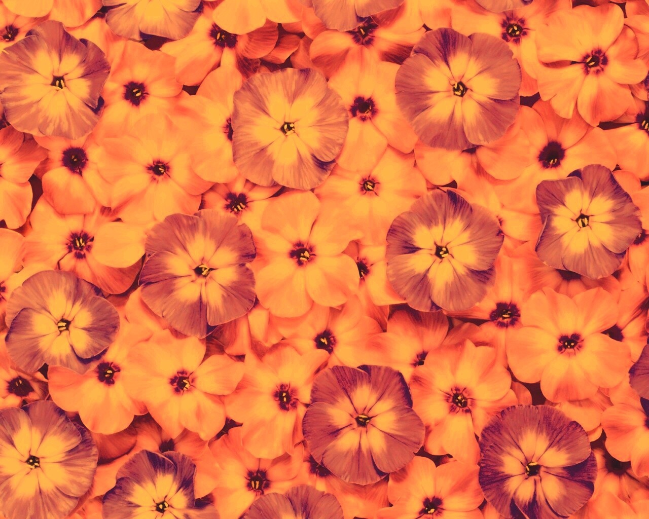 Розовые цветочки обои