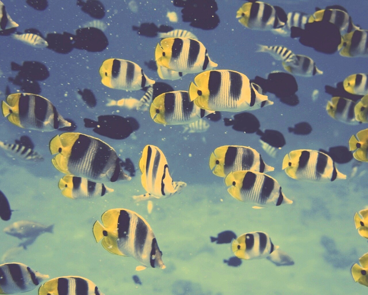 Косяк тропических рыбок обои