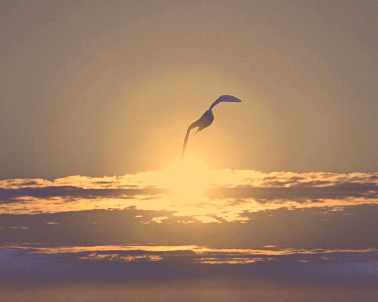 Морская чайка обои