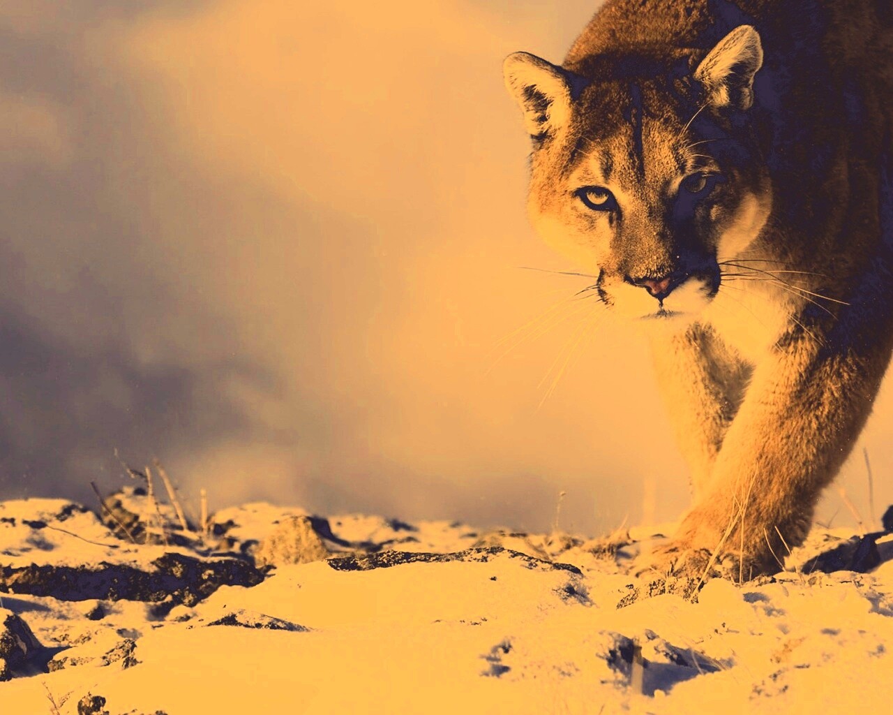 Пума с грозным взглядом обои