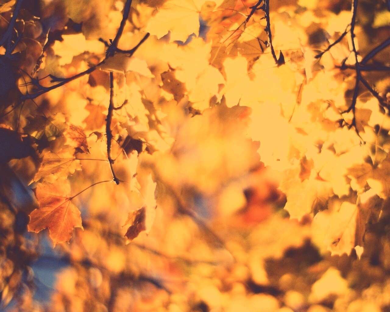 Жёлтые листья обои