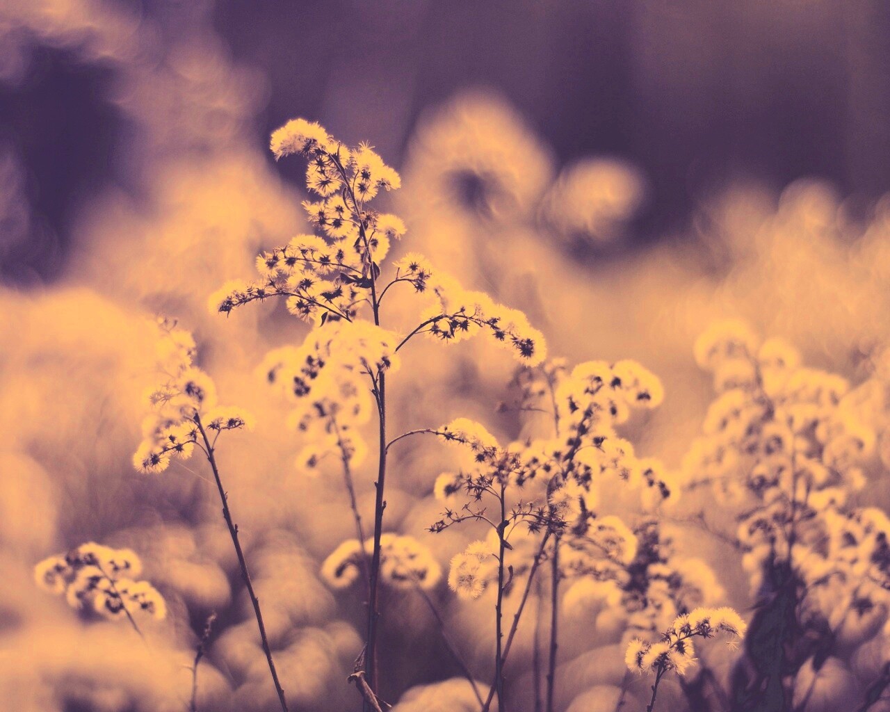 Сиреневые цветы обои