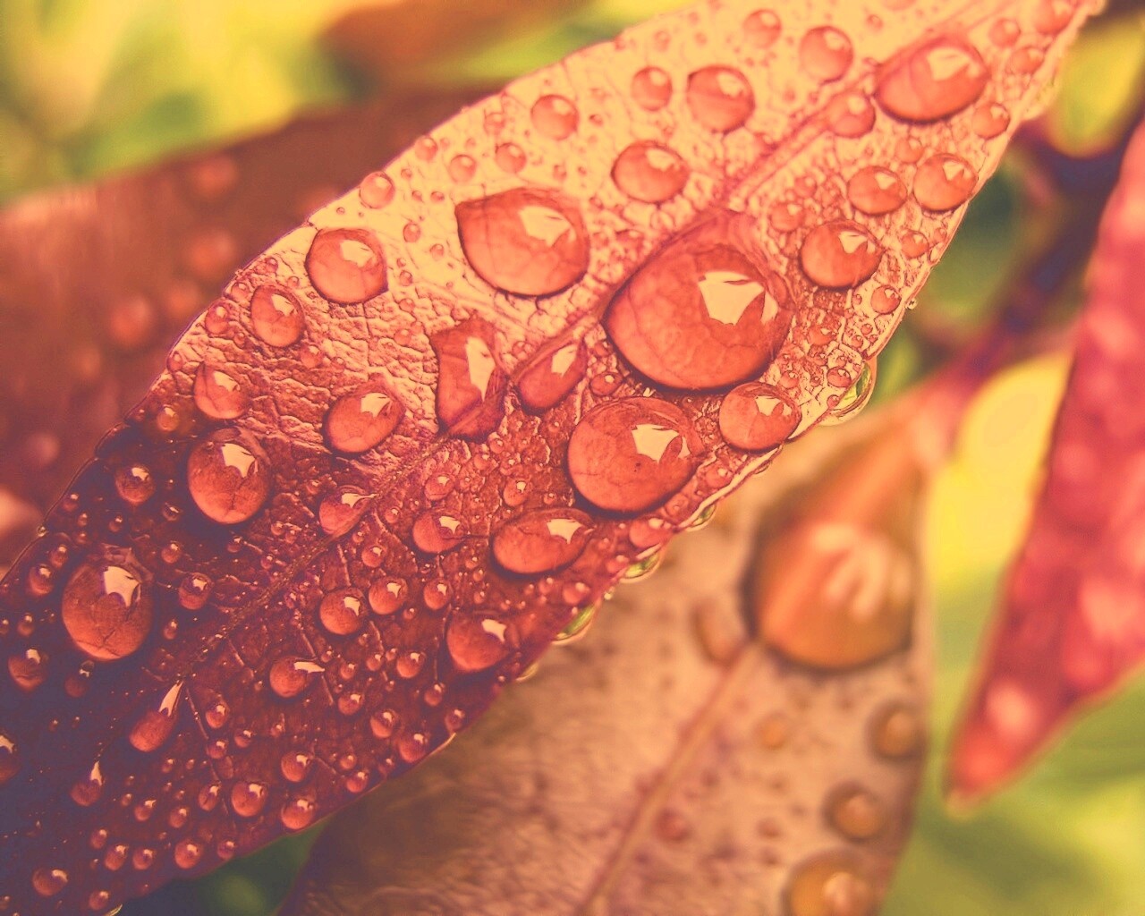 Капли росы на красных листьях обои