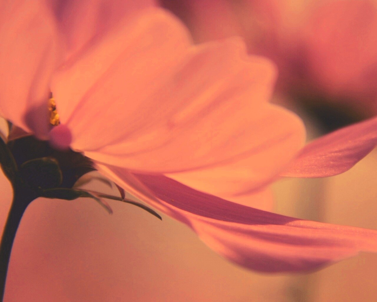 Розовый цветок обои