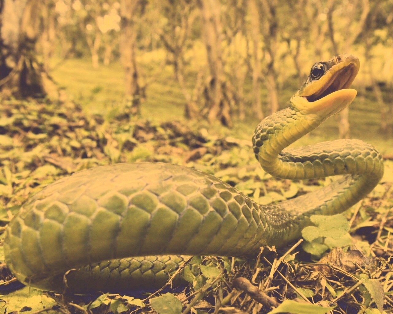 Зелёная змея обои