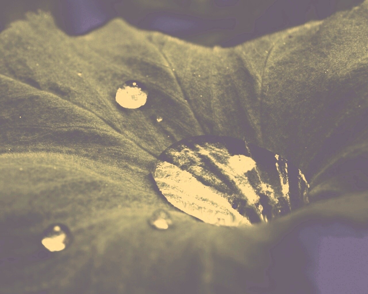 Капля в листе обои