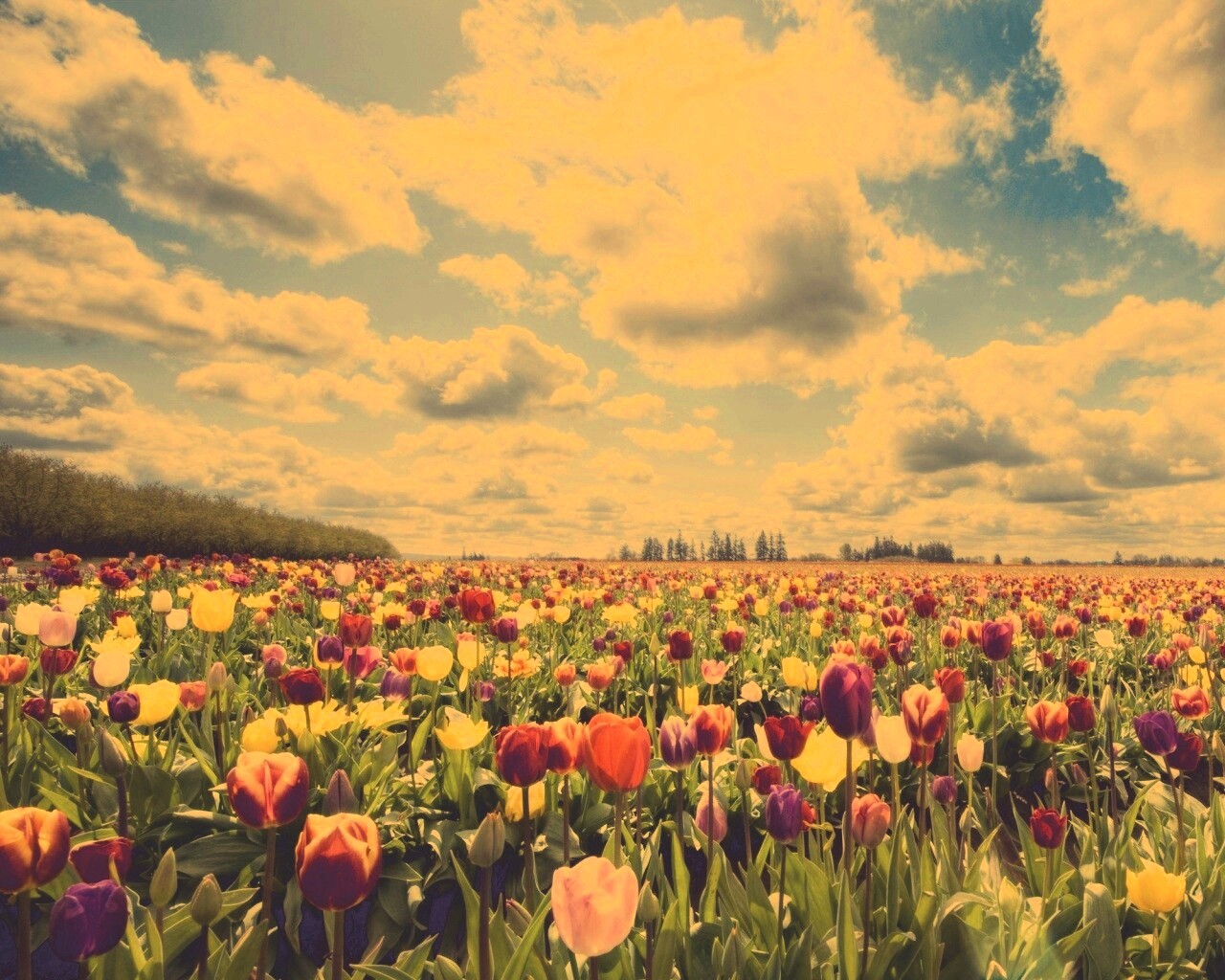 Поле тюльпанов обои